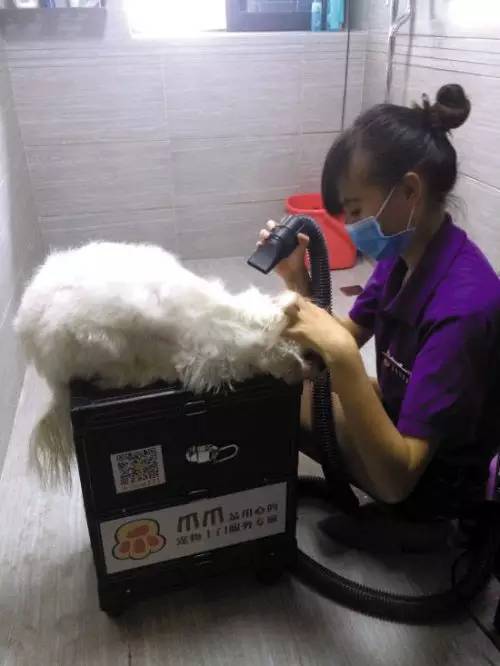 宠物店O2O